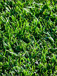 Sod Grass - Dwarf Enduro