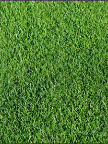 Sod Grass - 100% Rye Grass