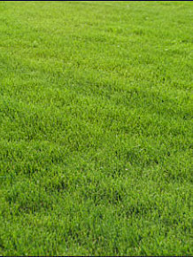 Sod Grass - Fine Fescue
