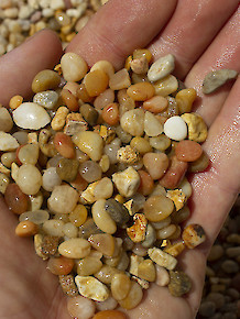 Salmon Bay Pebbles
